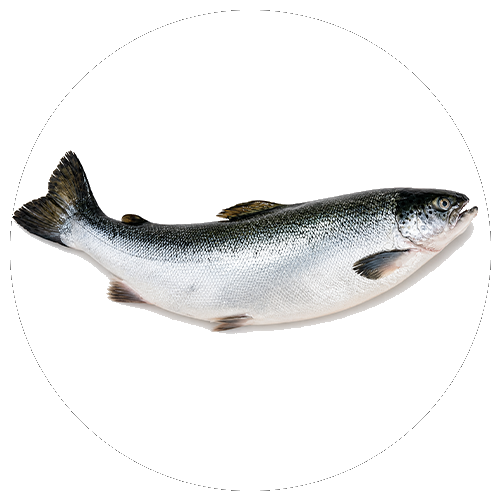 Carne di pesce